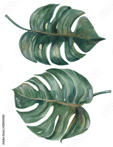 set-tropikalny-rozlam-opuszcza-philodendron-rosliny-akwareli-botanicznego-obraz-na-bialym-tle