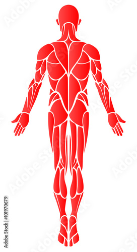 Muscle diagram back of body