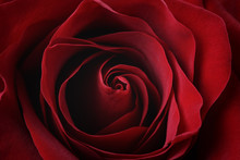 Dark Red Rose Close Up Shot