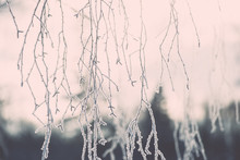 Branch In Hoar Frost On Cold Morning - Vintage Effect Toned