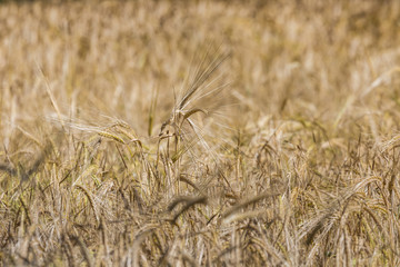 Wall Mural - Gold wheat field