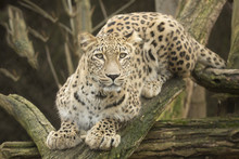 Portrait Persian Leopard, Panthera Pardus Saxicolor Sitting On A Branch