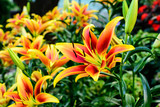 orange and yellow Asiatic Lily flowers blooming