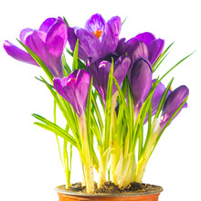 Bouquet Of Purple Flowers Crocus