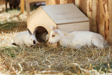 Goat And Rabbit Near The Wooden Small House