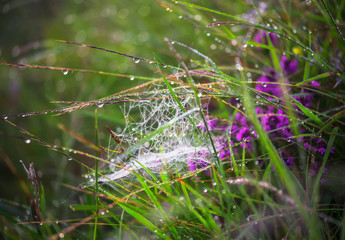 Wall Mural - Spider web covered by dew on the wild field.