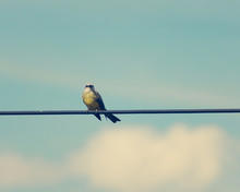 Tropical Kingbird Perched On A Telegraph Line