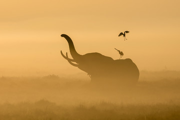 African Elephant in the morning mist at sunrise in Amboseli, Kenya