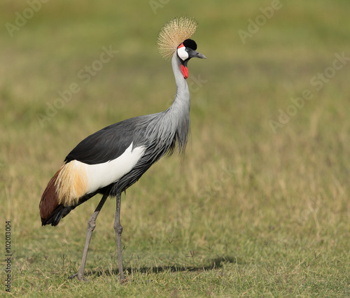 Fototapeta na wymiar Grey Crowned Crane in Amboseli National Park in Kenya