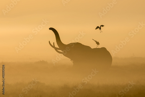 Cuadros en Lienzo African Elephant in the morning mist at sunrise in Amboseli, Kenya