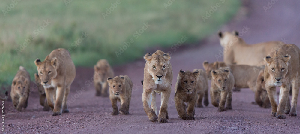 Pride of African Lions in the Ngorongoro Crater in Tanzania - obrazy, fototapety, plakaty 