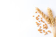 Golden ripe wheat on white background