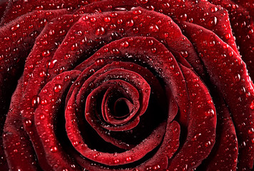 Sticker - Red rose background