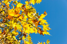 Golden Autumn Leaves On A Blue Sky Background