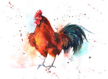 Watercolor Hand-drawn Bright-colored Rooster