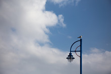 Landscape Of Seagull Sitting On Blue Light Post In Front Of Puffy White Clouds