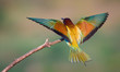 Landing bee-eater