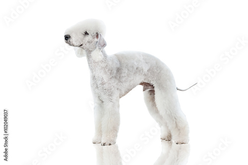 Bedlington Terrier Dog Isolated On White Buy This Stock Photo