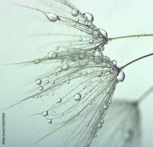 Naklejka - mata magnetyczna na lodówkę dandelion