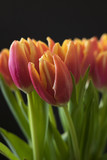 Fototapeta Tulipany - The tulip is  flowers in the genus Tulipa,