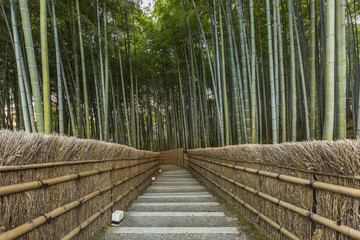 Naklejka na meble Bamboo Forest in Japan, Arashiyama, Kyoto