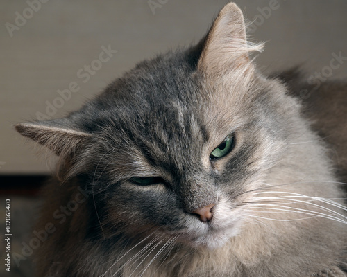 Emotional Portrait Of A Cat A Cat With Green Eyes Large Gray And Fluffy Buy This Stock Photo And Explore Similar Images At Adobe Stock Adobe Stock