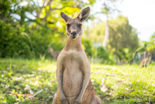 Kangaroo At Open Field