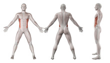 3D Images Showing Male Figure With External Oblique Highlighted