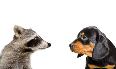 Wall Mural - portrait of raccoon and puppy breed slovakian hound