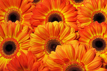 Photo Of Yellow And Orange Gerberas, Macro Photography And Flowers Background 