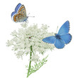 Butterflies Adonis blue on Queen Anne's lace.
Hand drawn vector illustration of a male Adonis blue butterflies (Polyomatus bellargus) resting on Queen Anne's lace. White background.
