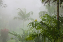 A Small Yellow Bird Sits Atop A Palm Tree Frond In A Lush Tropical Rain Forest In Costa Rica