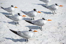 Group Of Royal Terns Sea Birds Stand On Sandy Siesta Key Beach In Florida