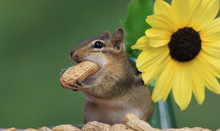 Adorable And Cute Eastern Chipmunk About To Stuff A Peanut In Mouth Standing Next To A Lemon Sunflower With Green Background