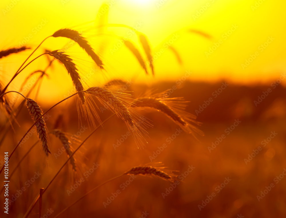 Paintings On Glass Landscape With Wheat Field On Sunset Sky