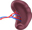 Illustration of Human Spleen Anatomy