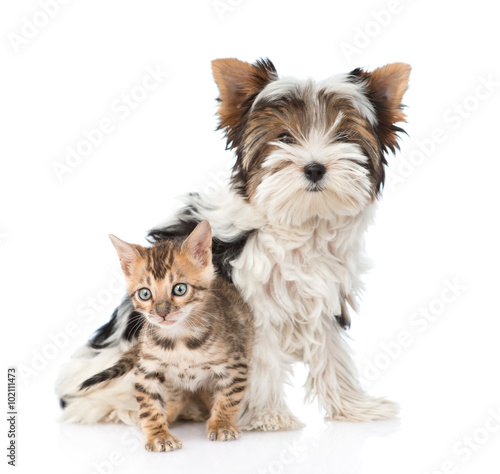 Obraz w ramie Small bengal cat and Biewer-Yorkshire terrier dog together. isol