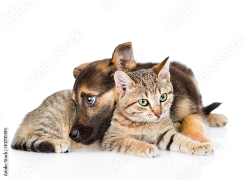 Fototapeta dla dzieci sad dog with cat lying together. isolated on white background