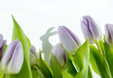 Fototapeta Tulipany - Tulpen mit Osterhase im Hintergrund