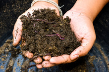 Earthworms And Soil In Hand