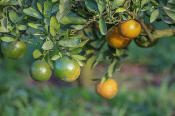 Ripe oranges hanging on a tree