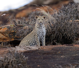 Sticker - Leopard Tsavo