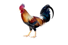 Rooster On White Background