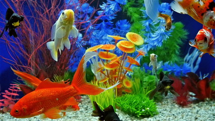 slow motion of fish swimming in tropical freshwater aquarium