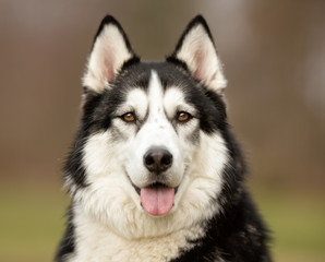 Wall Mural - Siberian Husky dog outdoors in nature