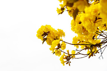 Wall Mural - yellow tabebuia flower blossom yellow tabebuia flower blossom on