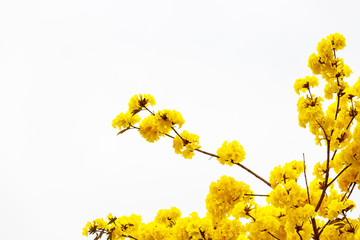 Wall Mural - yellow tabebuia flower blossom yellow tabebuia flower blossom on