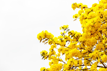 Wall Mural - Yellow tabebuia flower blossom Yellow tabebuia flower blossom on