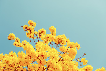 Wall Mural - yellow tabebuia flower blossom