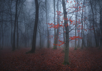 Plakat jesień natura pejzaż drzewa